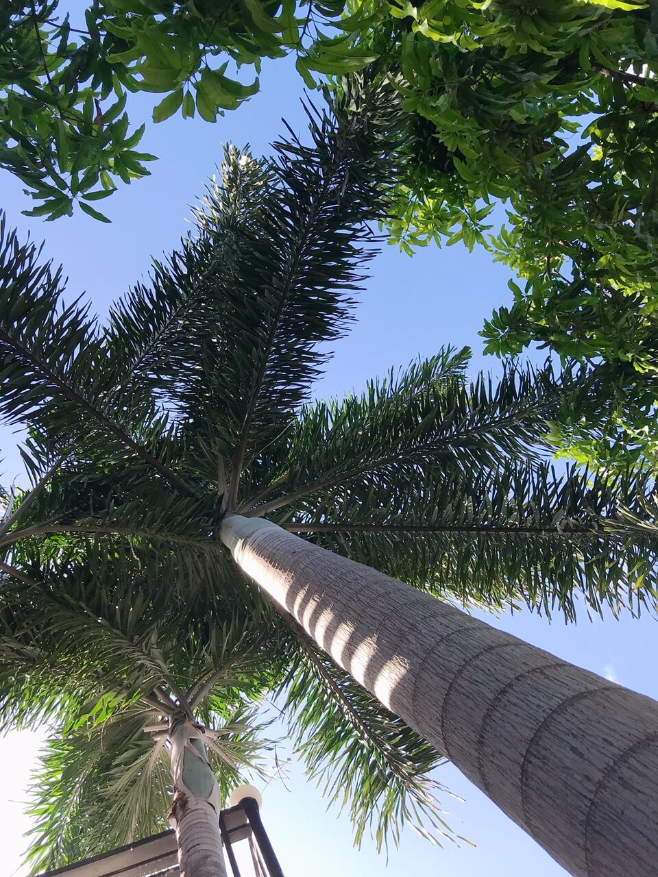 Palmera tree